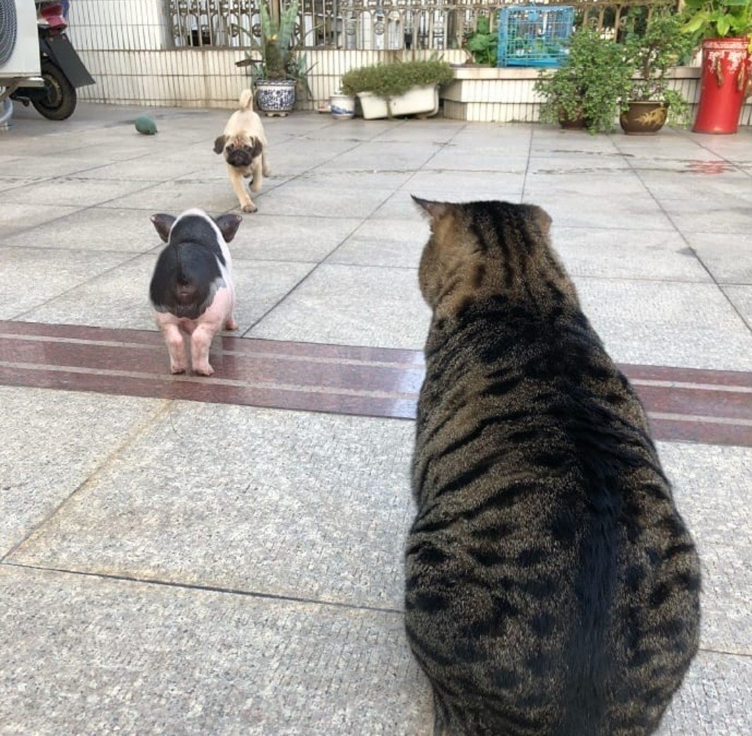 DlED283XgAEH5yk?format=jpg&name=medium