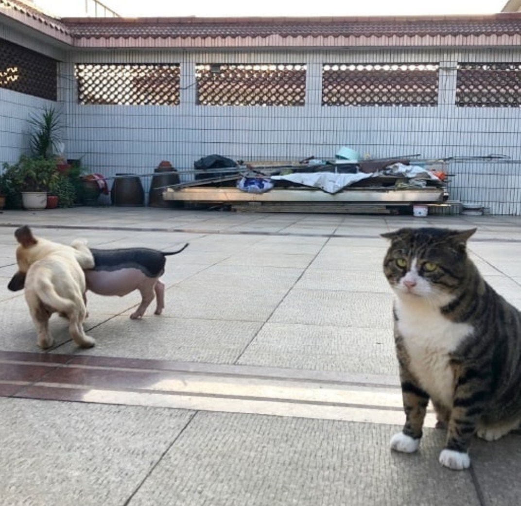 DlED34QXsAIkwx1?format=jpg&name=medium