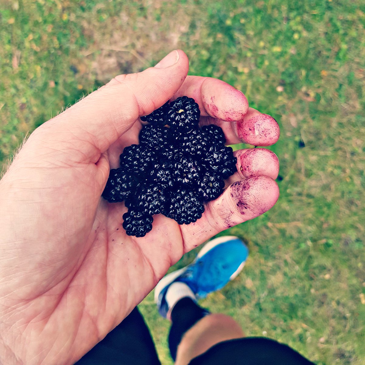Miles4Wishes's tweet photo. Run Forage Run...Easy miles, but more importantly - BlackBerry and Apple overnight oats for me tomorrow 😀

#runr #ukrunchat #myactiveyear https://t.co/m8F3B0oxqG