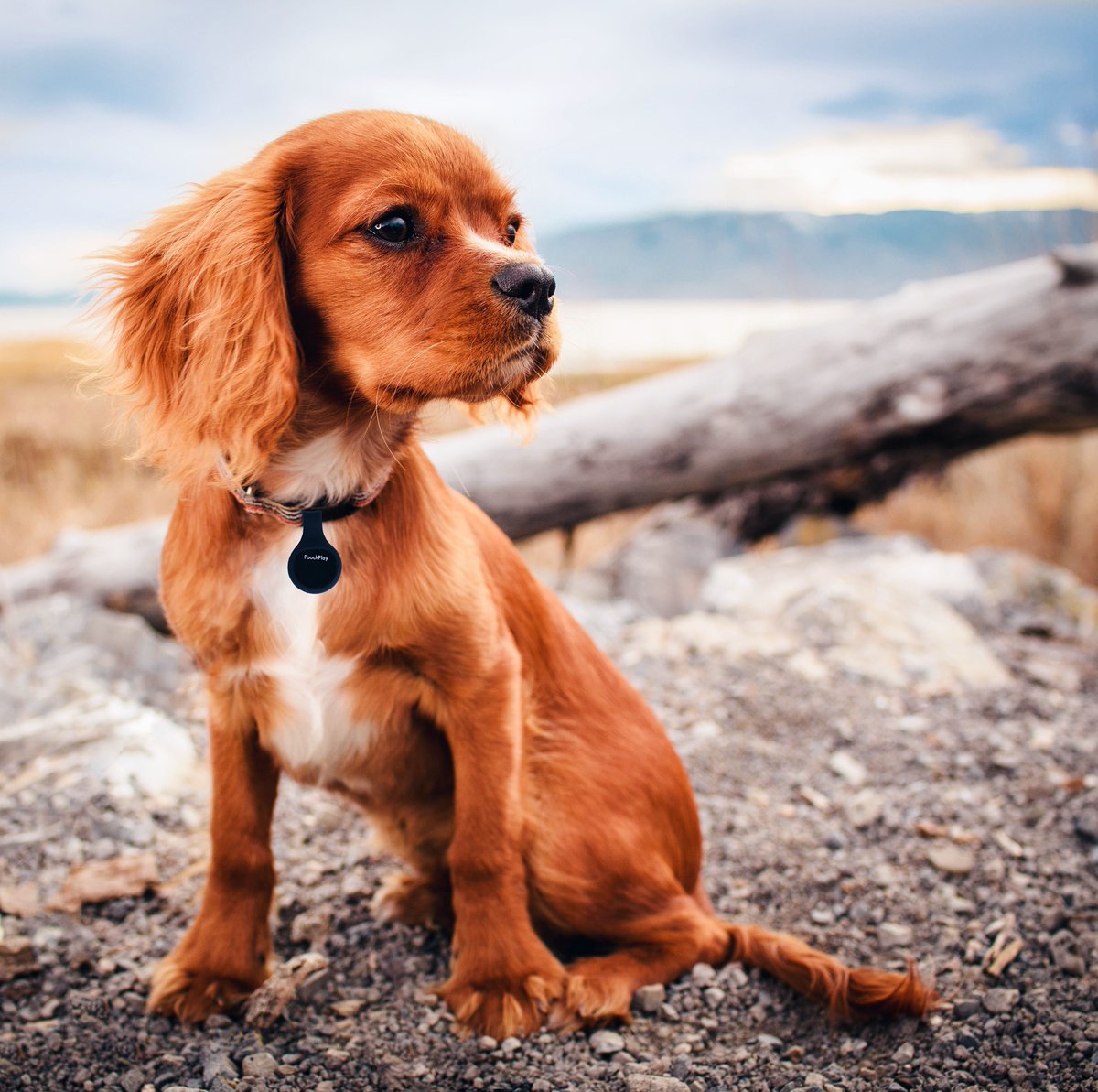 how to add up dog years