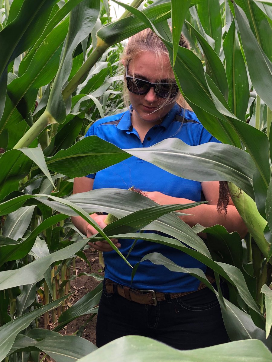 Robson Brothers field #2. Dekalb 52-84. Lots of 18 row X 38 row long = 207 bu/acre yield estimate. May 1st planted. Good fertility program. Management + Nice Rains = Strong Yields #onyield18 #HDCAgronomy