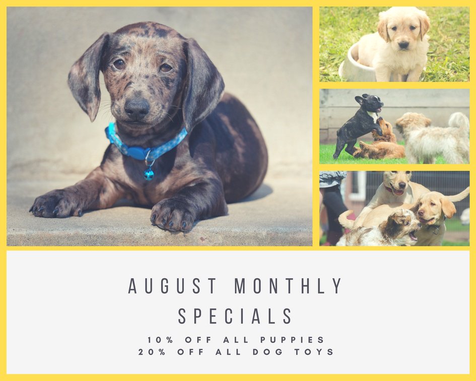 AlliesPetCorner's tweet photo. NOW THROUGH THE END OF THE MONTH:
Get 10% OFF all puppies
AND 20% OFF all dog toys!

Stop by Allie's Pet Corner in Marketplace Mall to take advantage of these huge deals!

https://t.co/NBfWd90Ob1
#Roc #NY #PetsOfRoc #PetStore https://t.co/28KEmzJ4rx