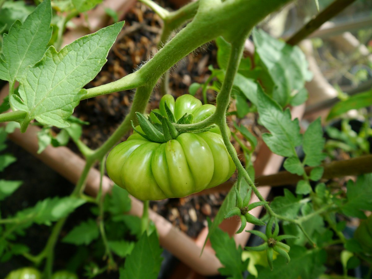 Great pleasure to be working with (and learning from) several <a href="/CSANetwork/">CSA Network UK</a> Community Supported Agriculture farms in Wales, including <a href="/CaerhysCOCA/">Caerhys COCA</a> in Pembrokeshire. Very much looking forward to developing a new partnership in Carmarthenshire with a site visit tomorrow!
