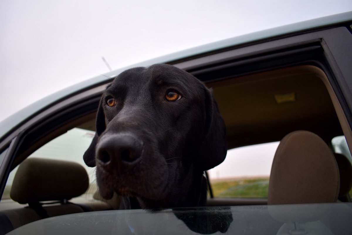 ByShelbyReardon's tweet photo. No matter what state we’re in or how awesome the adventure, the best photo I take is always of Dallas. #DallastheDog https://t.co/rfrOnhb8LA
