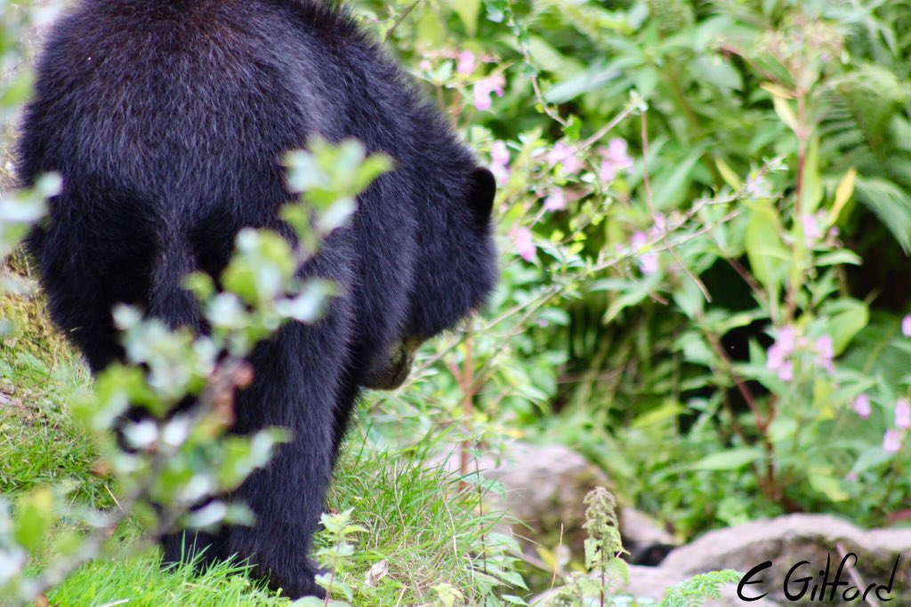 emilygilford's tweet image. I got to see my favourite animal EVER at @chesterzoo today. 
Lovely day out and definitely worth the 400 mile round trip 🐻🐾

Also got to pick up my signs from the #ThisSignIsMine auction - photos to come in the next few days! 👀

#chesterzoo #andeanbear #bear #spectacledbear