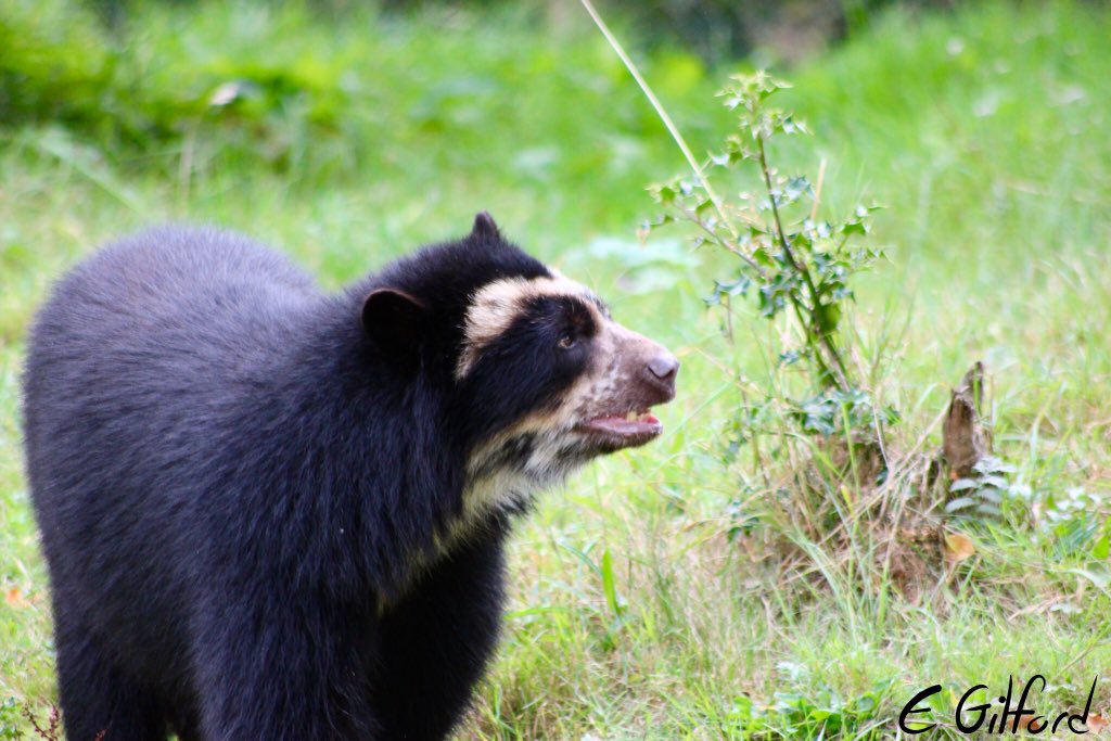 emilygilford's tweet image. I got to see my favourite animal EVER at @chesterzoo today. 
Lovely day out and definitely worth the 400 mile round trip 🐻🐾

Also got to pick up my signs from the #ThisSignIsMine auction - photos to come in the next few days! 👀

#chesterzoo #andeanbear #bear #spectacledbear