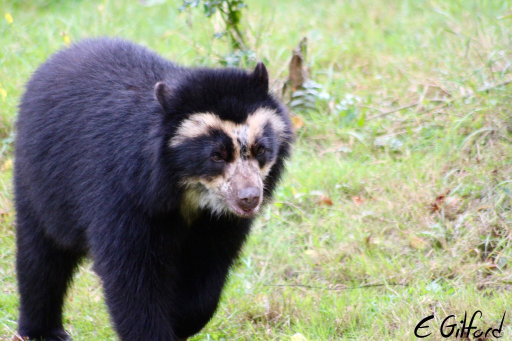 emilygilford's tweet image. I got to see my favourite animal EVER at @chesterzoo today. 
Lovely day out and definitely worth the 400 mile round trip 🐻🐾

Also got to pick up my signs from the #ThisSignIsMine auction - photos to come in the next few days! 👀

#chesterzoo #andeanbear #bear #spectacledbear