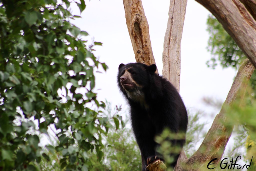 emilygilford's tweet image. I got to see my favourite animal EVER at @chesterzoo today. 
Lovely day out and definitely worth the 400 mile round trip 🐻🐾

Also got to pick up my signs from the #ThisSignIsMine auction - photos to come in the next few days! 👀

#chesterzoo #andeanbear #bear #spectacledbear