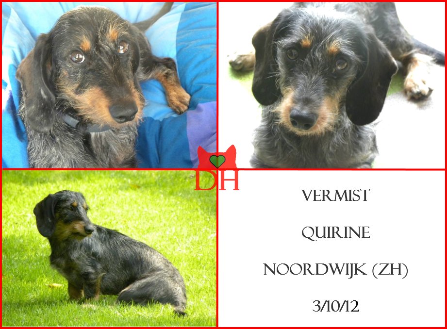 Vermisste Hunde (Pfoetchencheck) Twitter