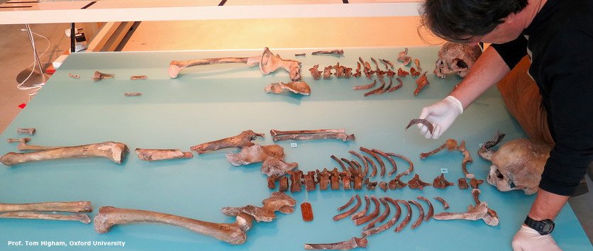 dinosaurie Radiocarbon dating