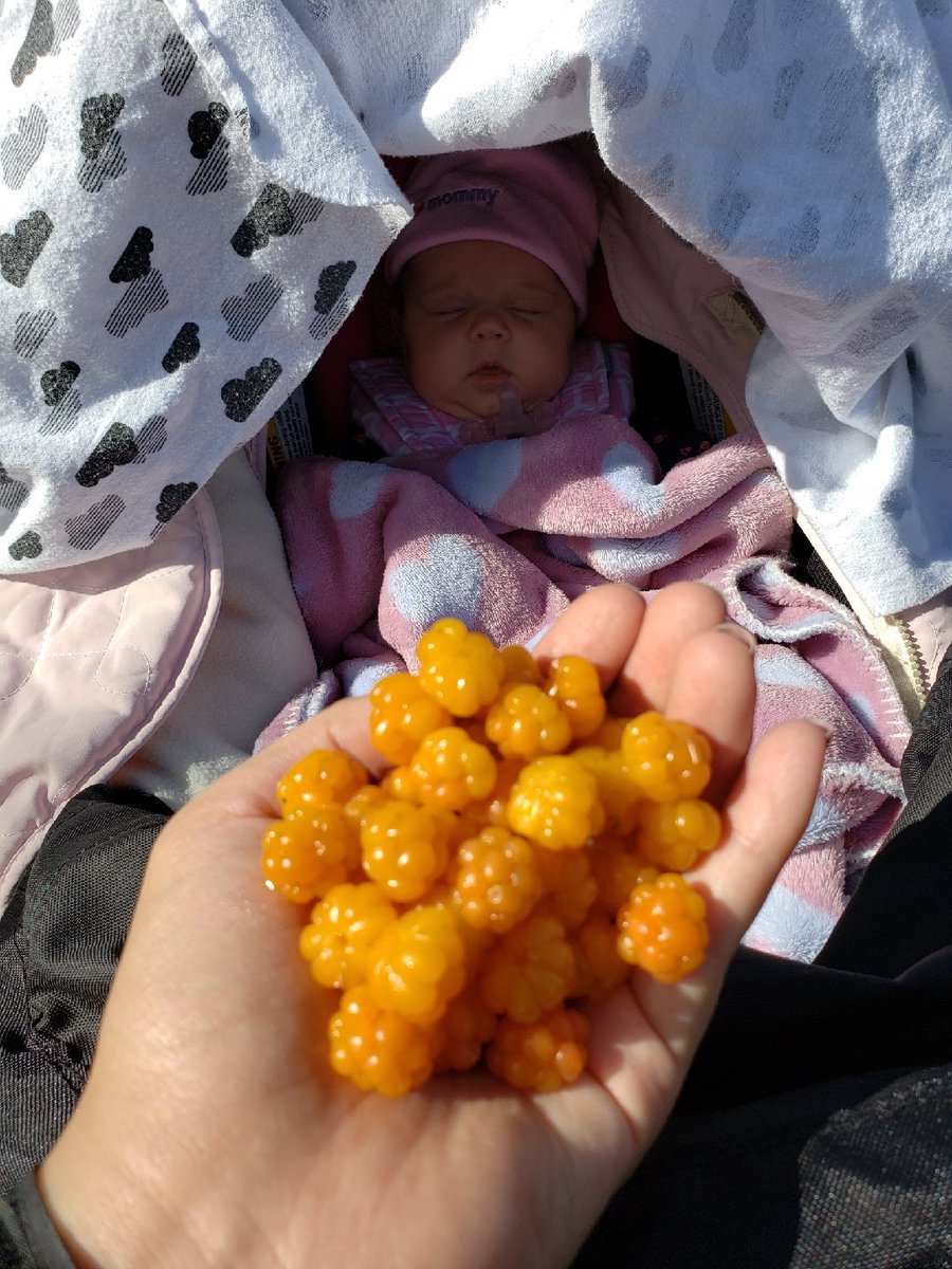 My_Sweetsy's tweet photo. #ShareIt11 @ktva #picking while #baby #sleeps! #salmonberries #handfull #getinmybucket @estherjames13 https://t.co/z6OCgU8Nxz