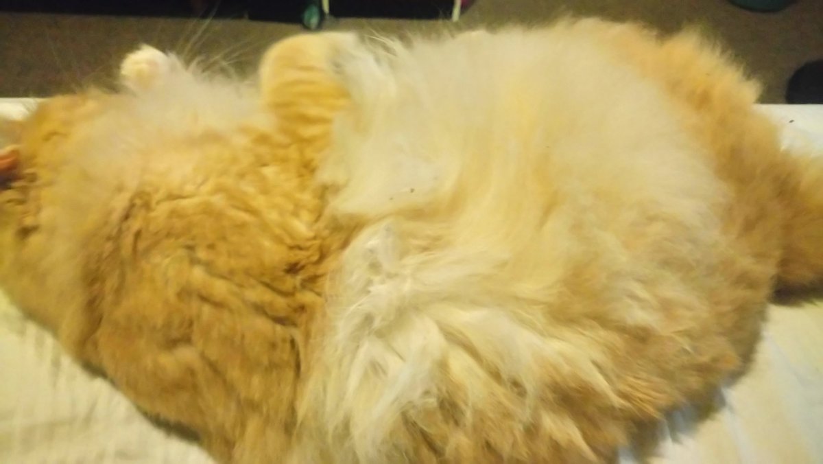 iAmABrokenBelle's tweet image. Everyday i wake up with him comfortable in my bed. #juju #cats #fluffoverload