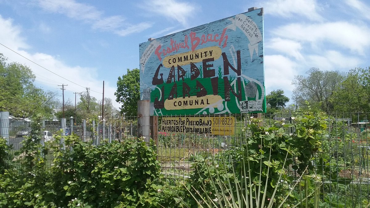 ACCmockingbird's tweet image. Visited Fesitval beach in April we planted tobacco plants. Looking forward to seeing the progress.