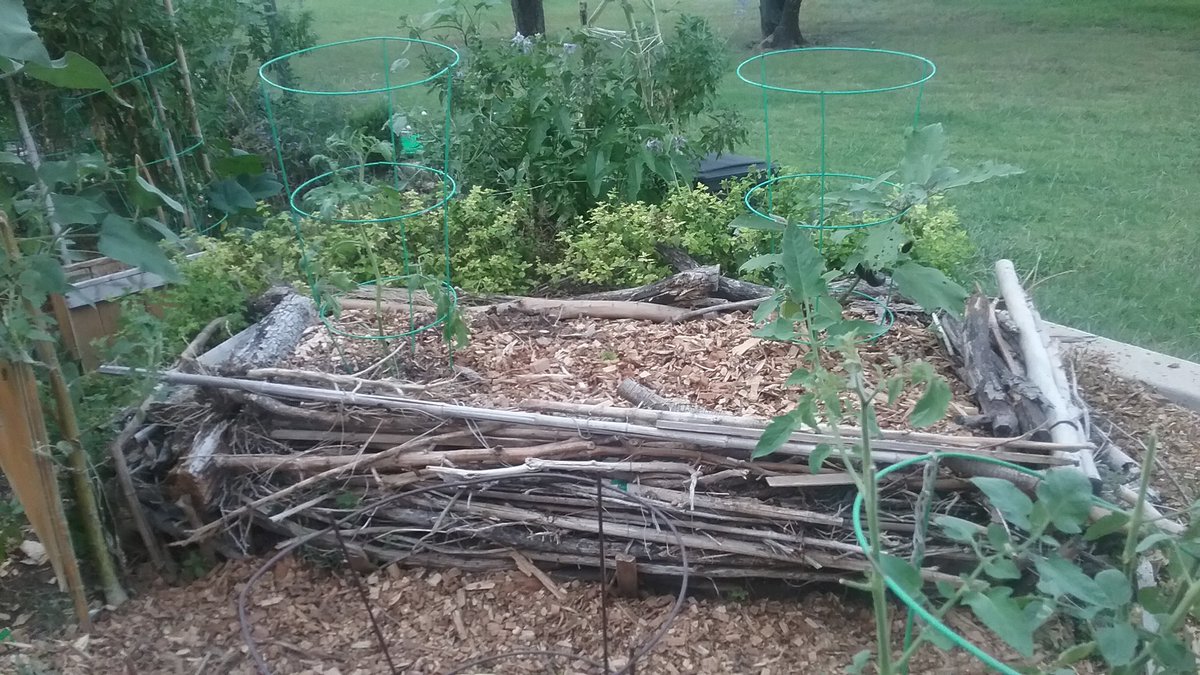 ACCmockingbird's tweet image. After a year of preparation finally can say that our natural raised bed is established and a permanent part of the garden.