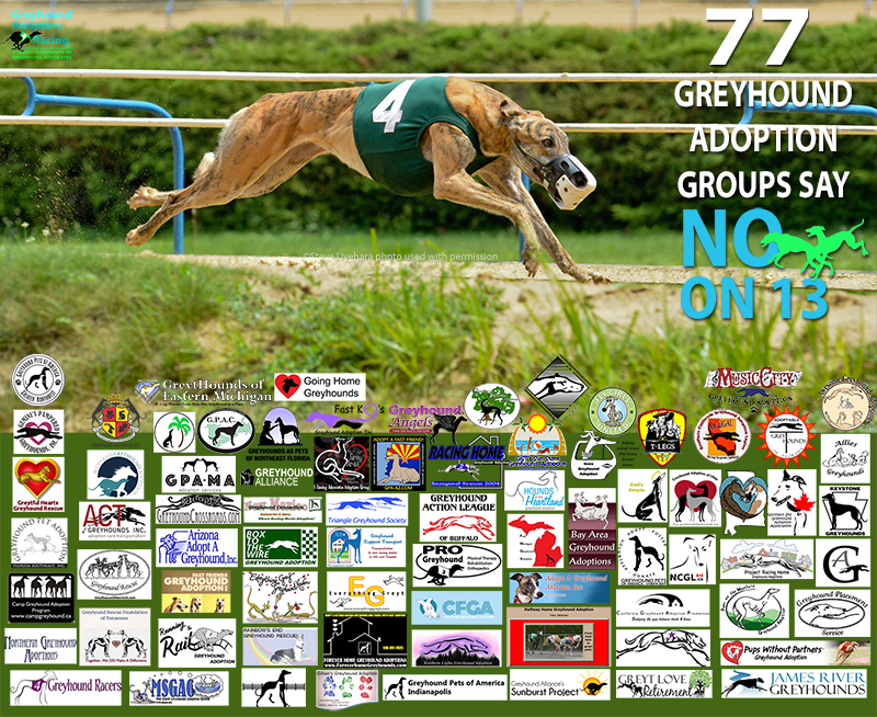 Adopters4Racing's tweet photo. @RiegerReport Over 77 unpaid volunteer adoption groups all over North America oppose 13—ask yourself why that is! As a reporter, aren't you curious? Whom do you think knows more about Greyhound welfare and racing? Animal rights extremist lobbyists? #HSUSscam https://t.co/nDwgE27sug https://t.co/AHwpummzQU