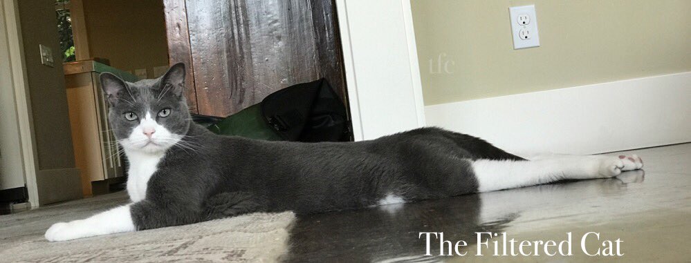 FilteredCat's tweet image. Big Taz pretended to be a large, Norwegian, cruise liner. #cat #ilovecatssomuch #CatsofTwitter #taylorswift #catportrait #catphoto #ilovecats #catsofinstagram #catstercar #cutecat #graycat #kittycat