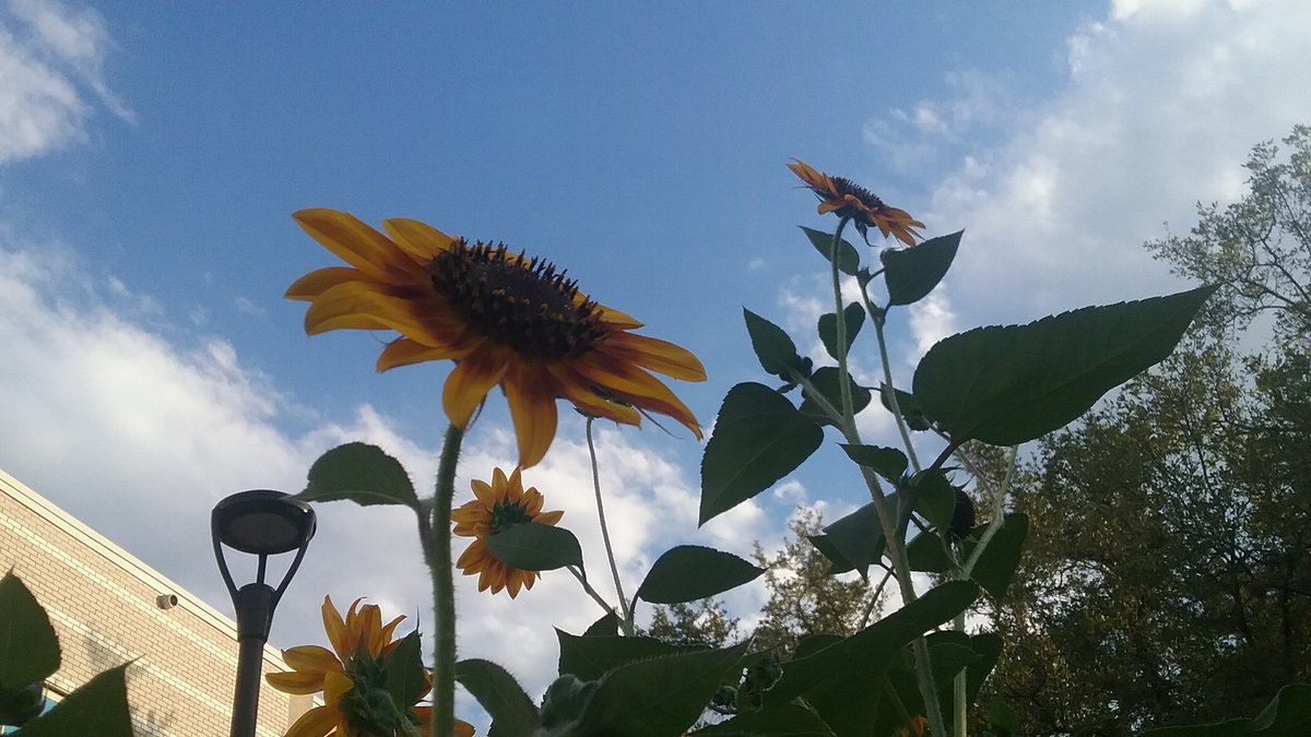 ACCmockingbird's tweet image. Sunflowers are great additions to a Texas garden. Next year we are planning on planting different varieties. Birds and bees love them.