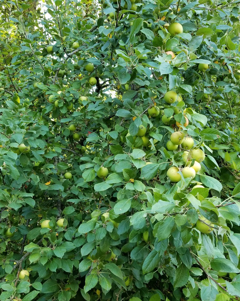 Discovered some #appletrees in the woods beyond the orchard!