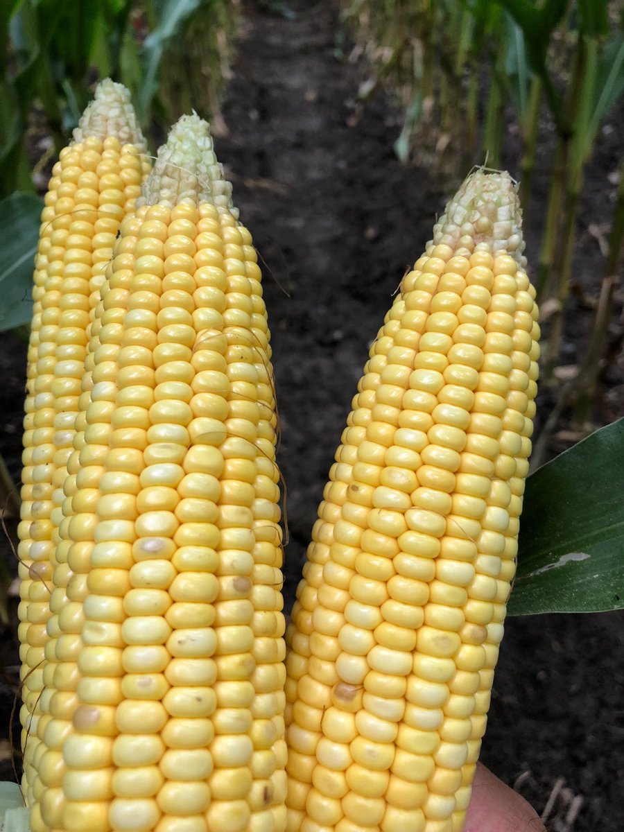 Population is very good when tip fill is not quite perfect. Yield Estimate is 208.11 bu/acre in this early planted field. Thx to our host Sunnydale Acres. #onyield18 ⁦<a href="/HDCAgronomy/">Hensall Co-op Agronomy</a>⁩