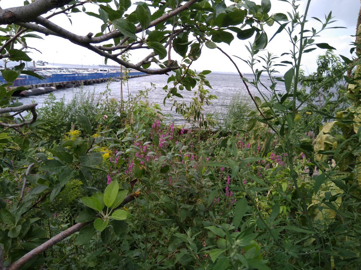 TerreformUR's tweet photo. Can you believe that we went #foraging on a barge in #Brooklyn? What a wonderful concept! @SwaleNY #NYCSteadyState https://t.co/eCdH2nvySh