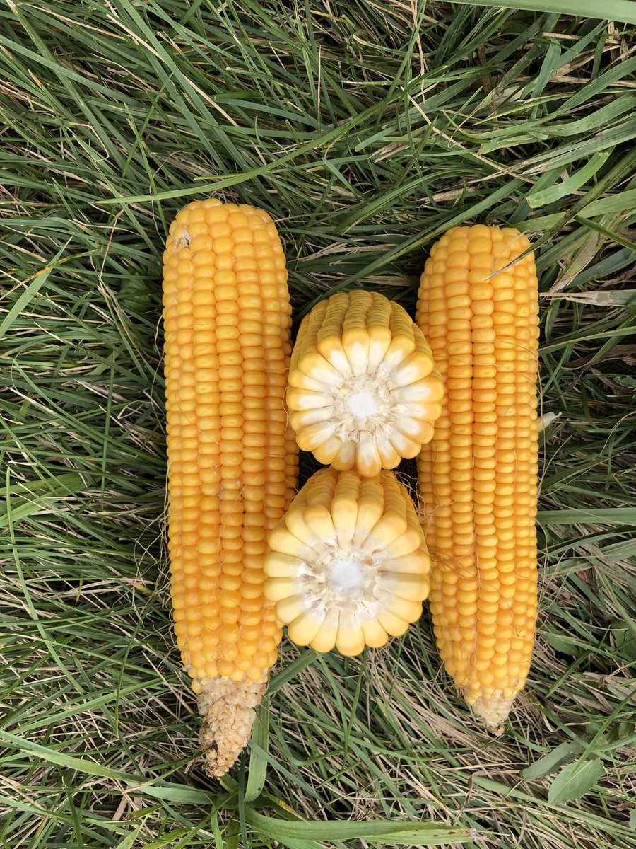 ShermanNewlin's tweet photo. 3rd stop in NE, good corn, irrigated 202 bu and bean pod count was 1580 https://t.co/3EZLIwpZgO