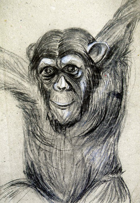 ArtSyndrome75's tweet photo. https://t.co/jJBtqfafPS #orginaldrawing #charcoal #funnygift #animalillustration #monkey #africa #chimpanzee #originalartwork #chimp #drawingart #wallart #fineart #walldecor #chimpanzeedecor #kidsroom #artforchildren #fortheroom #roomdecor #mammal #monkeydecor #monkeywallart https://t.co/MA2Z34CHz6
