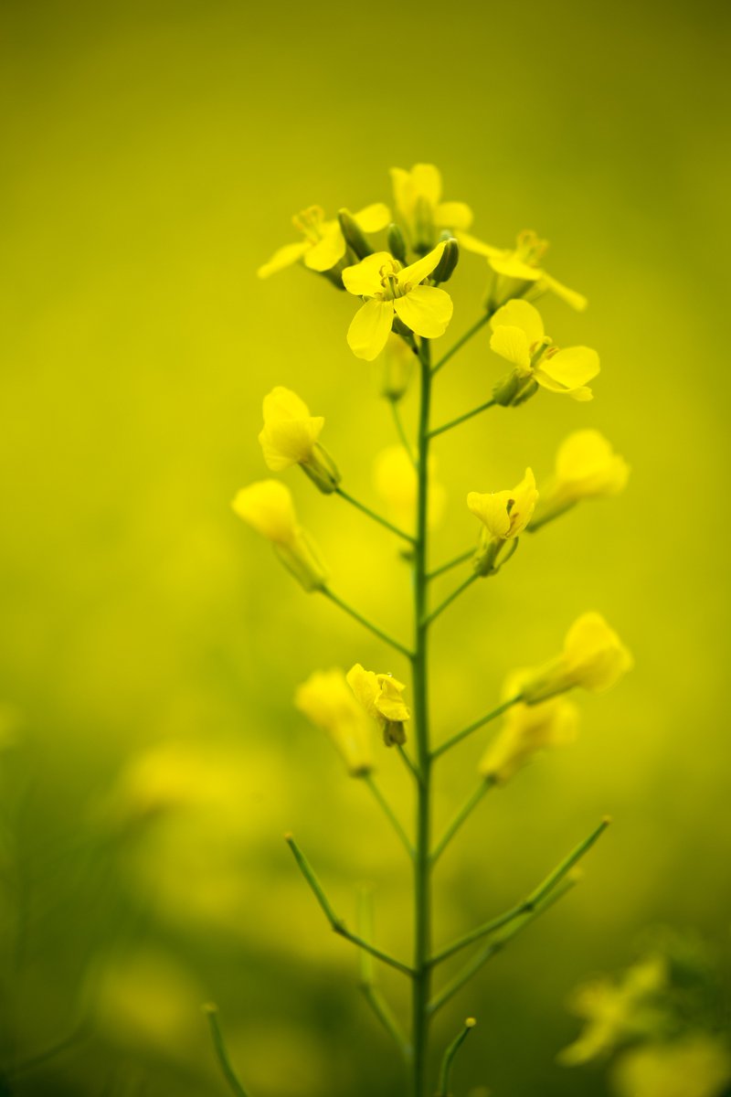 licensetofarm's tweet image. "I'm proud to be a farmer and contribute to growing safe, quality, healthy products," says @hugewalleye in #LicenseToFarm.