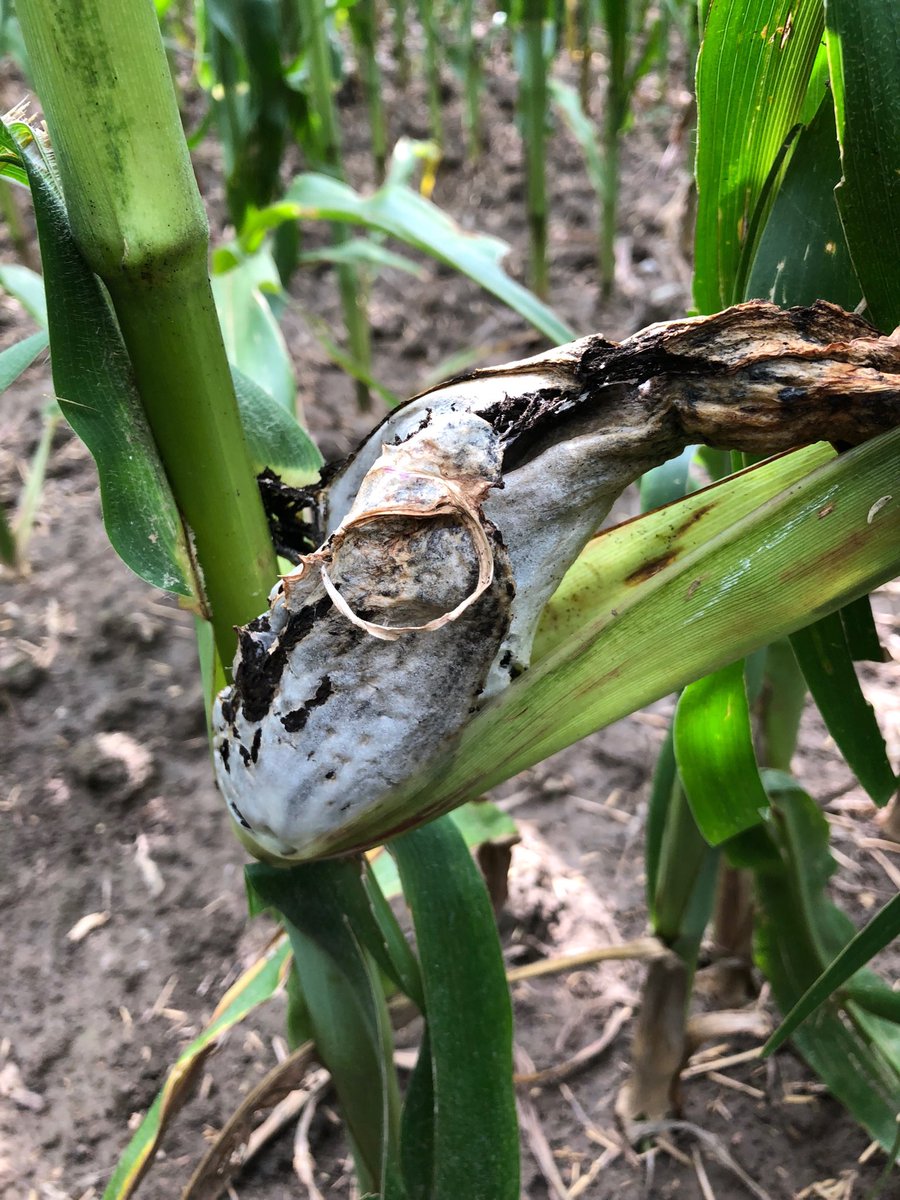 Stress response from hail can obviously occur on corn plant in other areas other than reproductive tissue (i.e. tassel and cob) #onyield18 ⁦<a href="/HDCAgronomy/">Hensall Co-op Agronomy</a>⁩