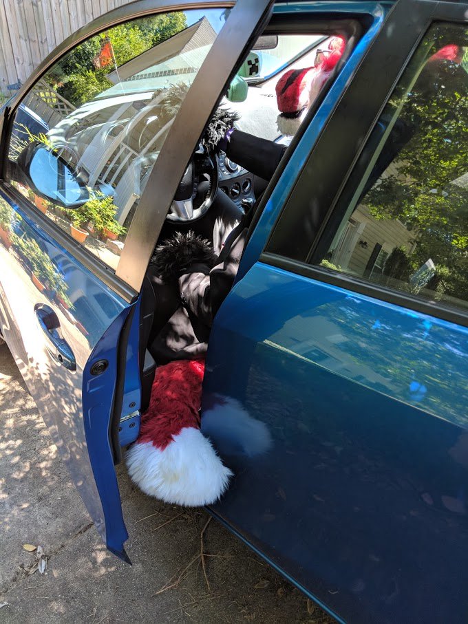 ThatArcticKodey's tweet photo. Sometimes you have one of those mornings when you accidentally shut your tail in the car door.... And you just know that's how your day is going to go... #FursuitFriday #AnthroProblems https://t.co/uaCTROd9bk