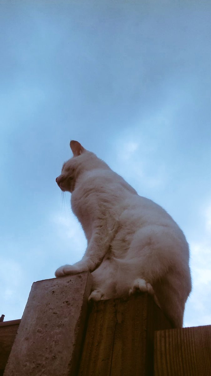 novacat666's tweet photo. Sitting like this is a great way for looking out for birbs 🐾 #cats #cute #catsoftwitter #birdlooking https://t.co/DjuyqLVI65