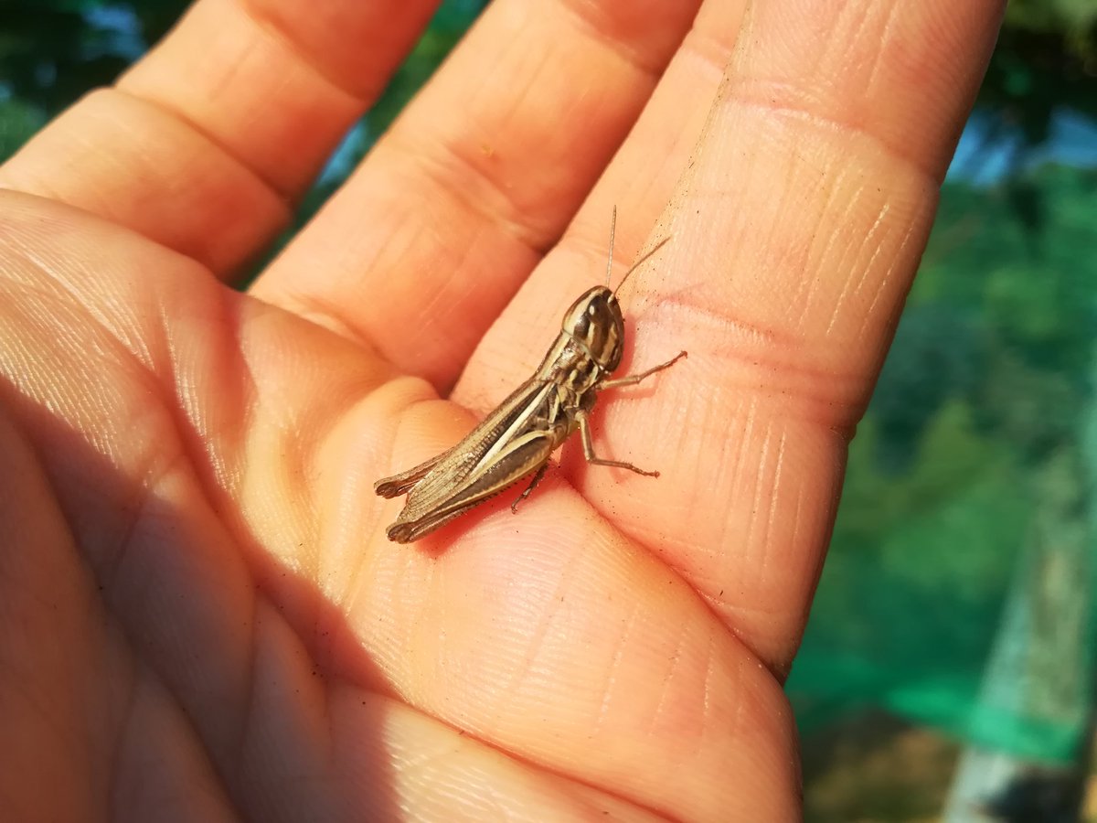 J__Baldinger's tweet photo. Heuschrecken am Alpenostrand im August 2

- Leptophyes albovittata
- Euchorthippus declivus
- Calliptamus italicus
- Platycleis grisea

#natur #österreich #niederösterreich #heuschrecken https://t.co/cXQKO8EekJ