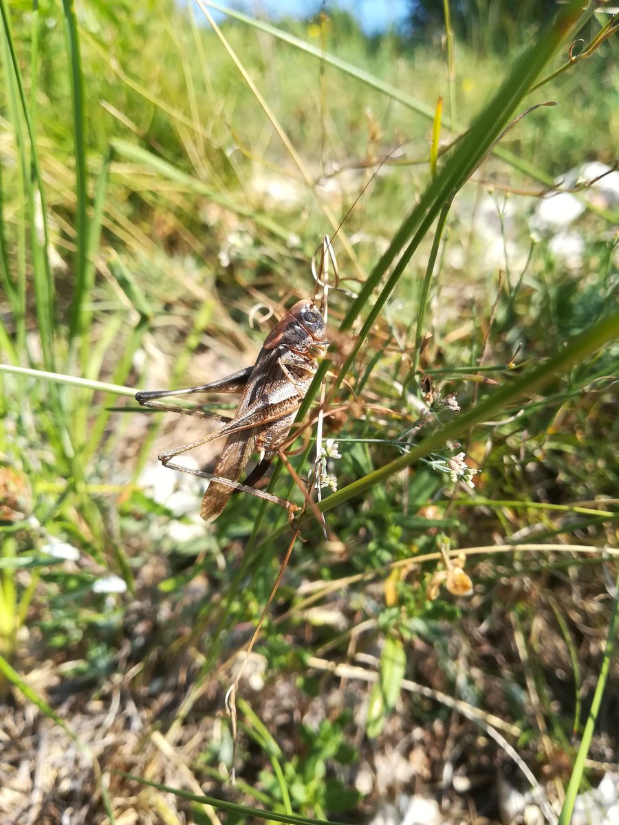 J__Baldinger's tweet photo. Heuschrecken am Alpenostrand im August 2

- Leptophyes albovittata
- Euchorthippus declivus
- Calliptamus italicus
- Platycleis grisea

#natur #österreich #niederösterreich #heuschrecken https://t.co/cXQKO8EekJ