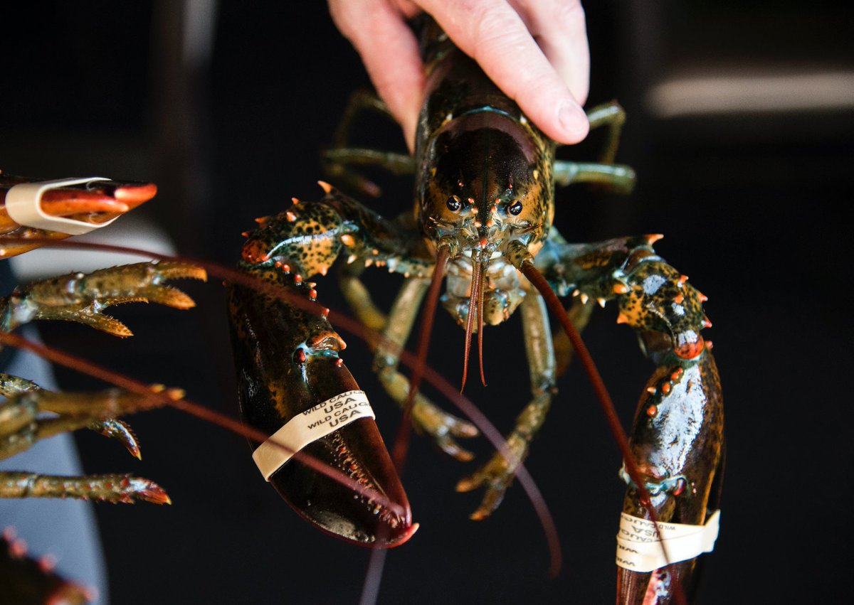 TheWashHarbour's tweet photo. It's Lobster Monday! Come in to @Tonyandjoes today and every Monday for the deal of the #summer - $25 Lobster & a Beer ALL DAY! #freshtotable #lobstermonday https://t.co/RJwL8nXTZ3