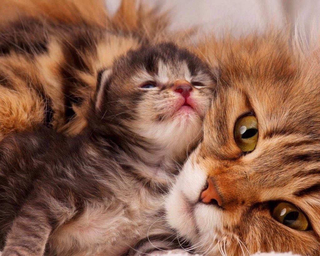 <a href="/CARMENCASIN/">CARMEN</a> <a href="/gracinhalara/">Lara</a> Feliz semana corazones 💕💖 
Nada, ni nadie, podrá apartarnos del amor de DIOS
EL suple nuestras necesidades, y llena de paz y amor nuestras almas....cada día, de nuestras vidas...💜💜💜