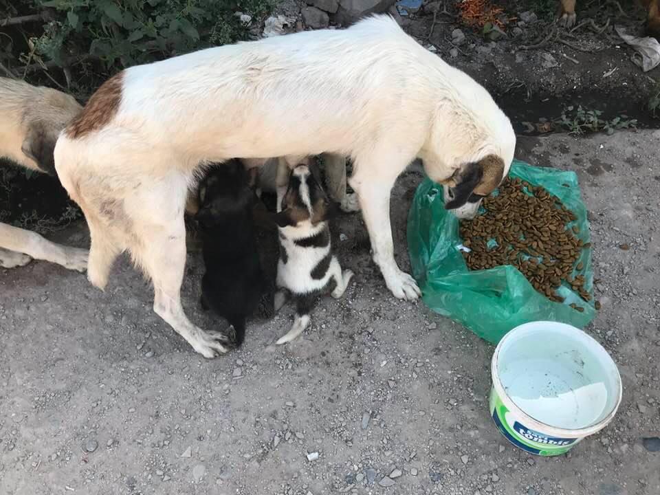 DİYARBAKIR SUR
Bayram mamalarını dağıtmak için Sur canlarını ziyaret ettik.insan olmadığı için rahatlar tek sıkıntıları yemek bulmak.Mama götürerek onları hayatta tutmaya yardım ediyoruz.Mama yardımlarınız için
Sevgi Ekmekçiler Lise Caddesi Ortaklar Apt.4/10
Yenişehir Diyarbakır