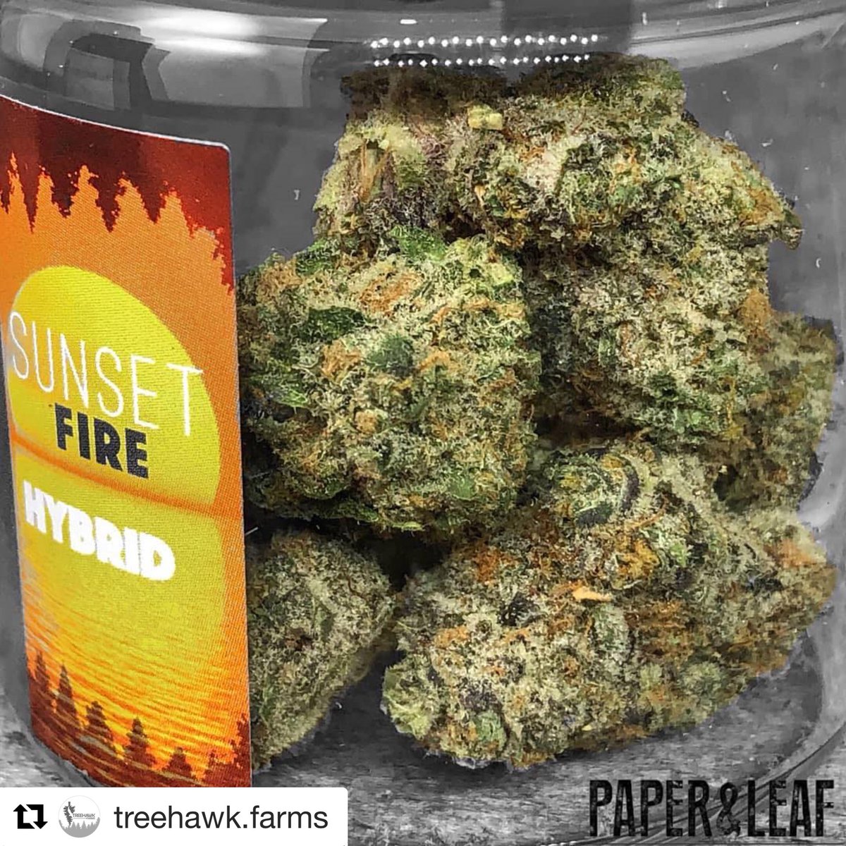 DankDailyNW's tweet image. @TreeHawkFarms has some of the dankest flower in the northwest. What strain is your favorite? #TreeHawkFarms #SeattleWeed #DankDailyNW