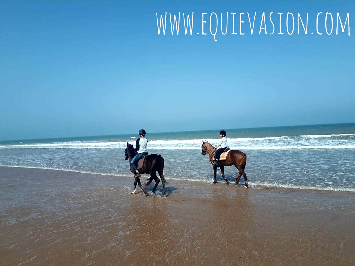 equievasion's tweet photo. MOTHER &amp; SON (thanks @jollysara for all your support since many many years ... we will miss you here ! 💜) #horseride #cheval #chevalarabe #equestrian #rando #horserider #tourismeequestre #equestrianadventure #equitation  #cheval #maroc #morocco #essaouira #mogador #equievasion https://t.co/mxcNVBQrKp