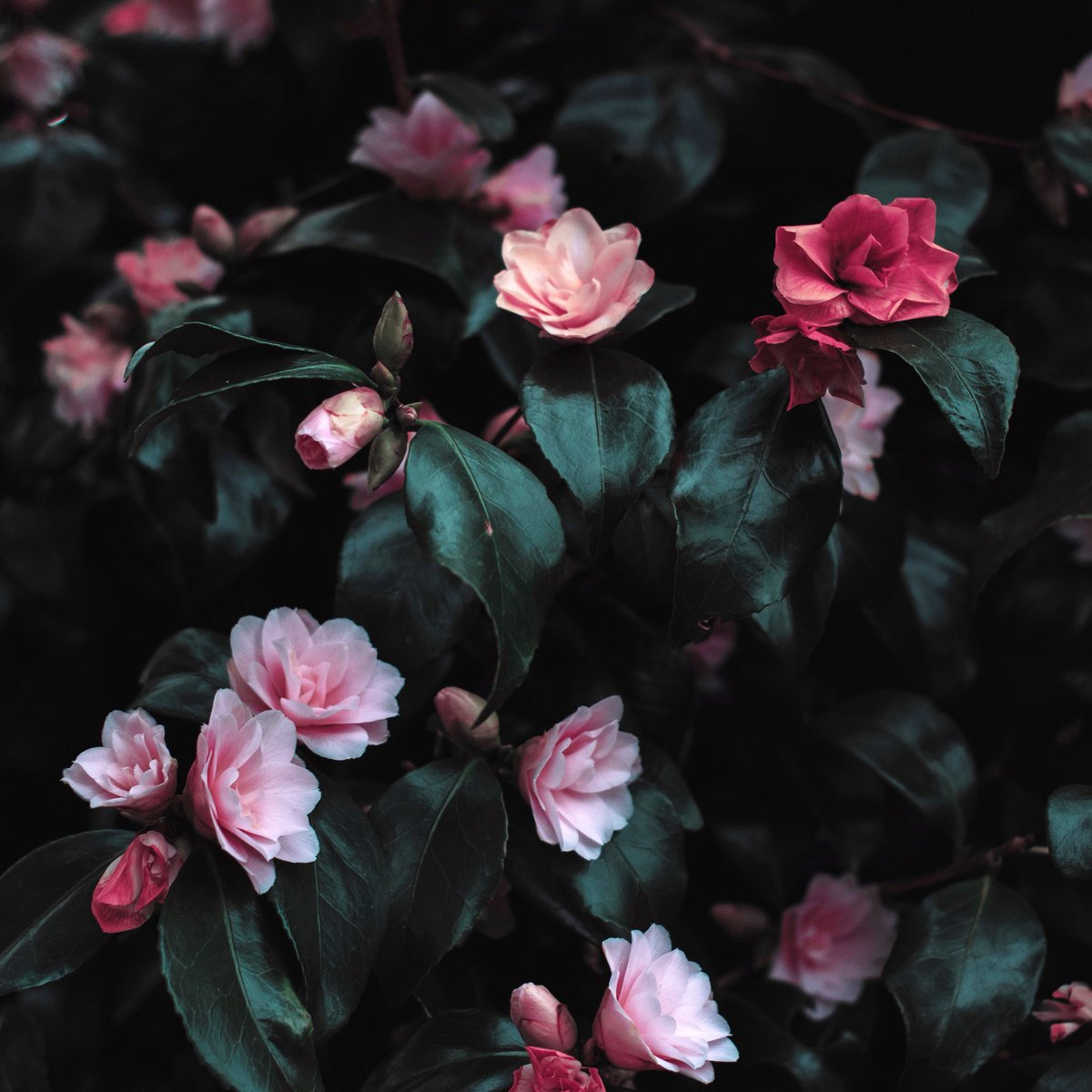 pexels's tweet image. 🌺🌸🌺
Photo by @lisa_indever
