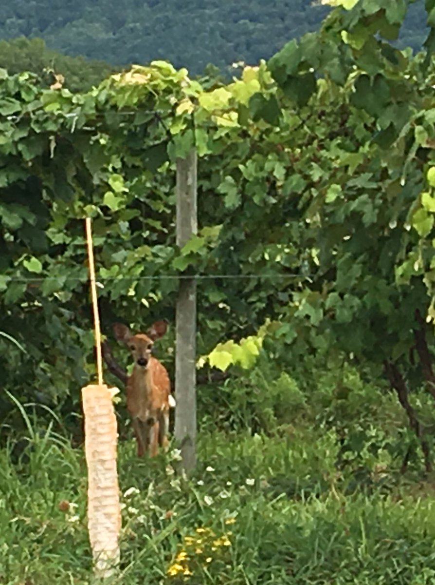 lis_rewined's tweet image. Fav on Keuka Lake #DrKonstantinFrank takes the 2018 NY Governor’s Cup - loved the late harvest Rieslings, Blaufrankisch and Rkasteli