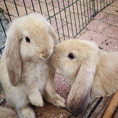 cute bunnies kissing