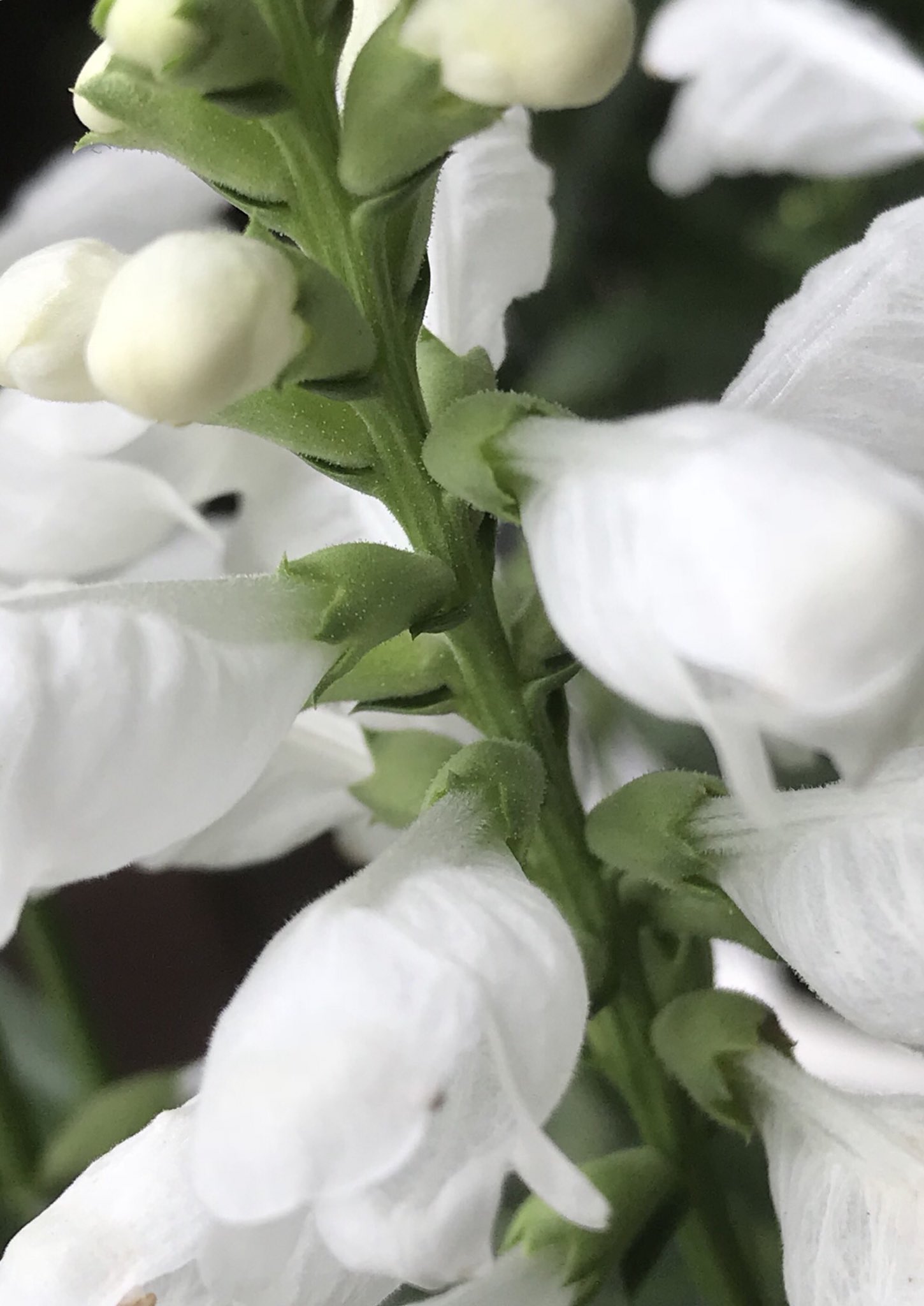 白花カクトラノオ Twitter Search Twitter