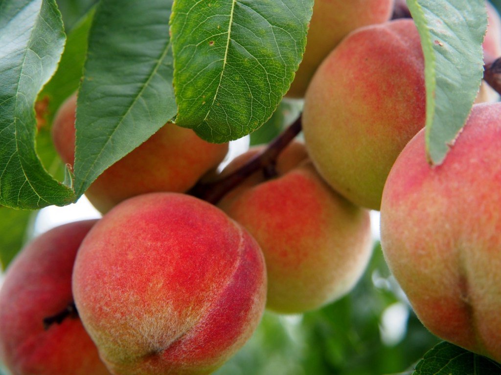 InGoodTasteDen's tweet photo. #NationalPeachMonth: Restaurants Cooking Up Palisade Peaches in #Colorado! @avelina_denver @dfgrille @flagstaffhouse @StJulienHotel @OliveandFinch @PMGwine @vestadenver #WhereToEatInDenver https://t.co/roygUq5YCB https://t.co/zxDHlSRyDA