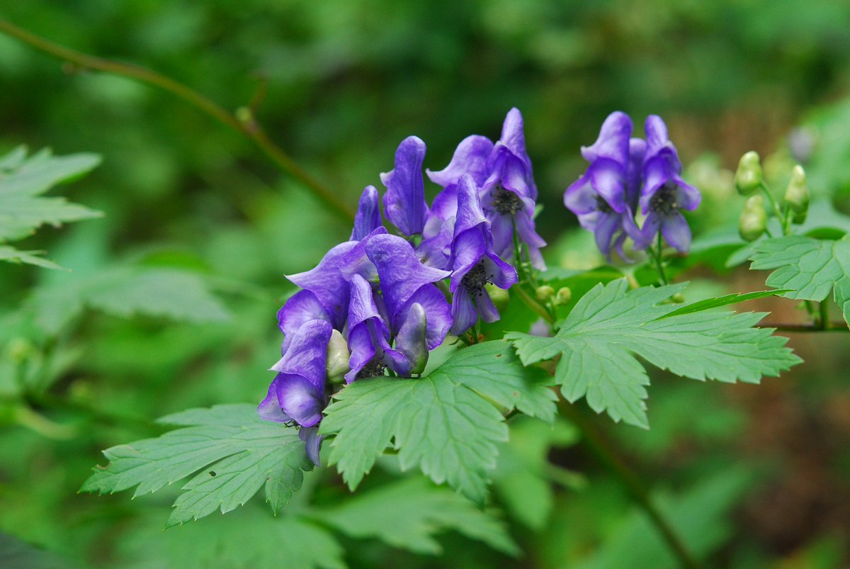 六甲高山植物園 ヤマトリカブト が咲き始めです 猛毒で有名なトリカブト その花は優美 優しい紫色 並んで咲いている姿がかわいいです