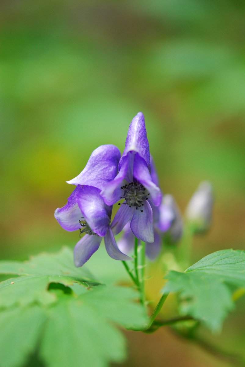 六甲高山植物園 ヤマトリカブト が咲き始めです 猛毒で有名なトリカブト その花は優美 優しい紫色 並んで咲いている姿がかわいいです