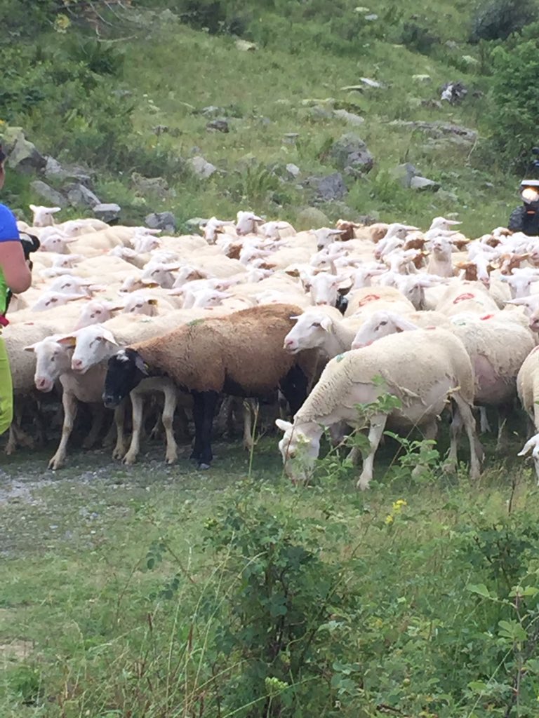 Un petit Coucou de la montagne !😘😘🌿🐝🐜🐐🐏🌳🍄🚵🏻‍♀️