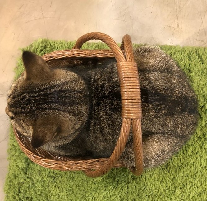 catlover_garden's tweet photo. 고양이액체설❓ https://t.co/Rhji25b275