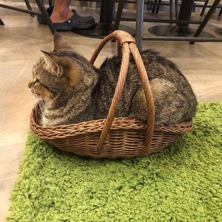 catlover_garden's tweet photo. 고양이액체설❓ https://t.co/Rhji25b275