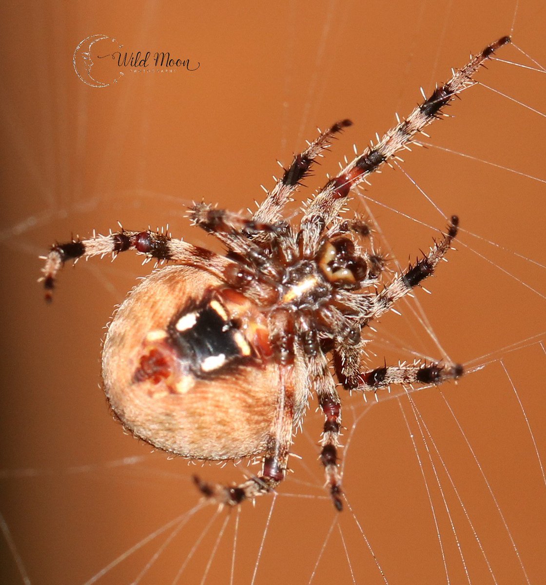 WildMoonPhoto's tweet photo. The artist is a receptacle for emotions that come from all over the place: from the sky, from the earth, from a scrap of paper, from a passing shape, from a spider's web. ~Pablo Picasso #macrophotography #macro #spider #canon #canonphotography #insect #bug  #wildlifephotography https://t.co/YtQodJdM3U