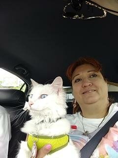 BooTheDeafKitty's tweet photo. @KimmyLoves24 #boothedeafkitty is the easiest way to find us everywhere. I keep the Boo Mama busy, lol https://t.co/6jfibtObMU