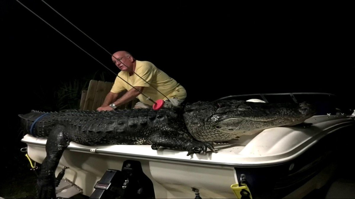 Cooper City hunter brings in gargantuan gator from Lake Okeechobee bit.ly/2BvCxmu https://t.co/VSeJ7SrHcT